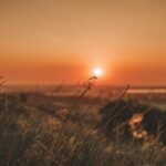 grass, sunset, field, river, summer, nature, orange, warm, sunset, sunset, sunset, sunset, sunset, summer, summer, summer, nature, nature, nature