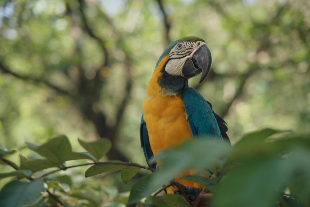 A stunning blue-and-yellow macaw sitting on a branch in lush greenery.