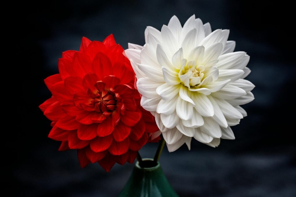 Close-up of vibrant red and white dahlias in a green vase showcasing their exquisite petals.