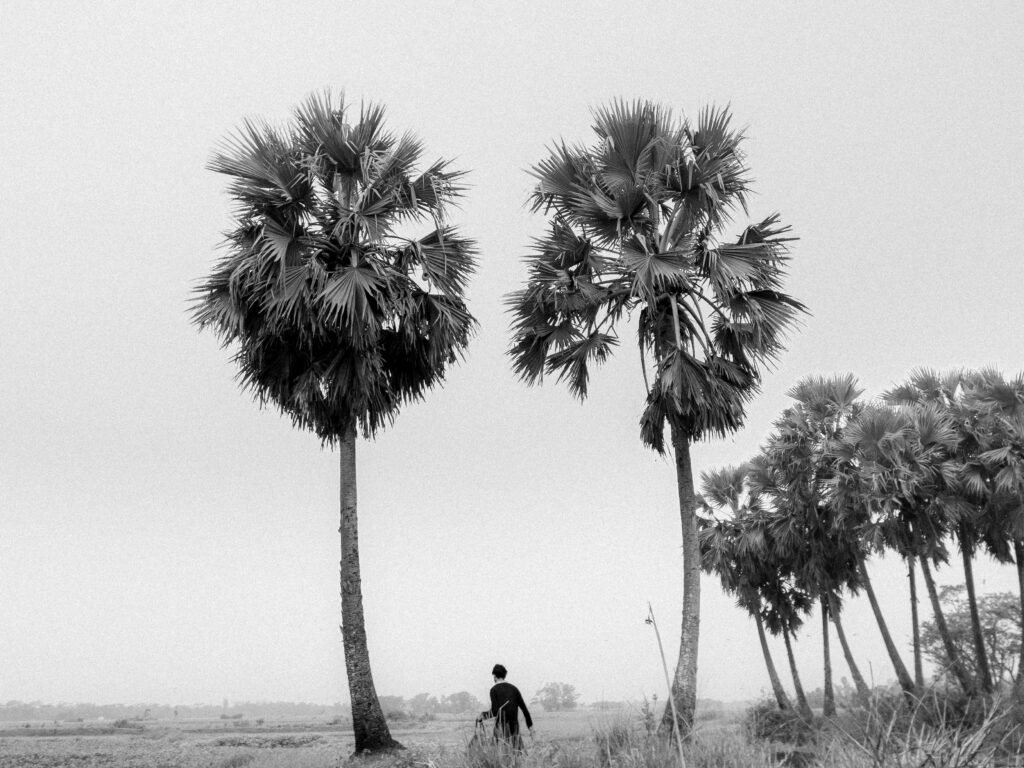 Black and white photo featuring palm trees and a person walking in nature.