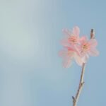 Delicate pink blossoms on a branch with a serene blue sky background. Perfect for a spring-themed aesthetic.