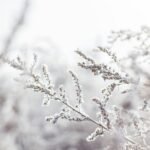 Close-up of frost-covered branches in a serene winter landscape.