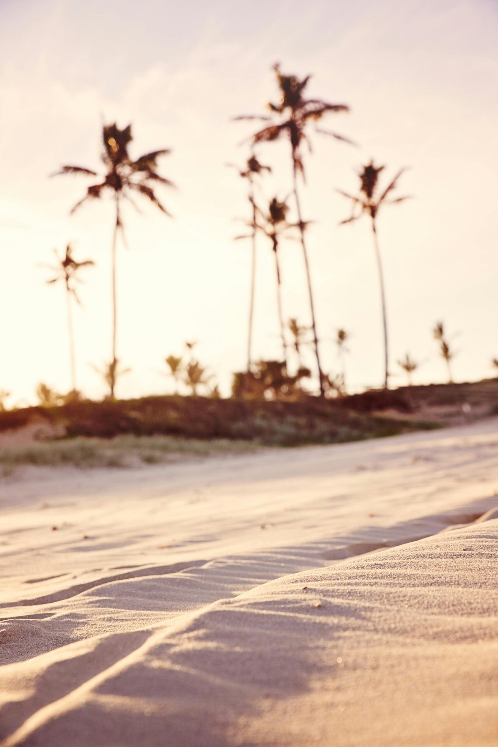 Peaceful sandy beach with tall palm trees silhouetted against a warm sunset sky in Bundall, Queensland.