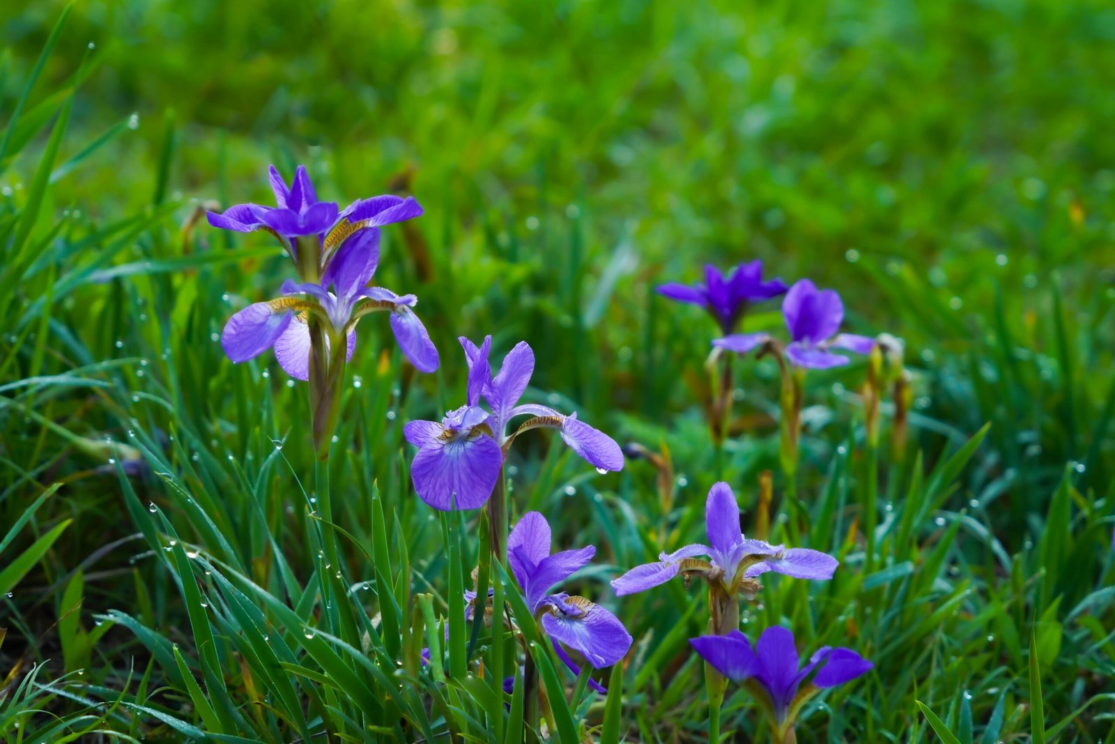 Close-up of purple irises blooming amidst dewy green grass on a bright spring morning.