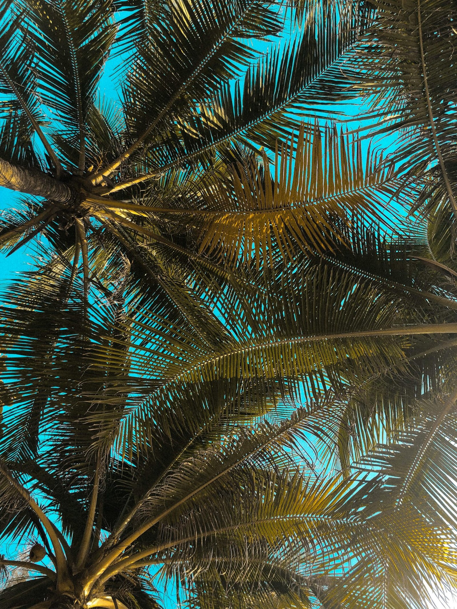 Low angle view of palm leaves forming a natural canopy against a vibrant, clear blue sky.