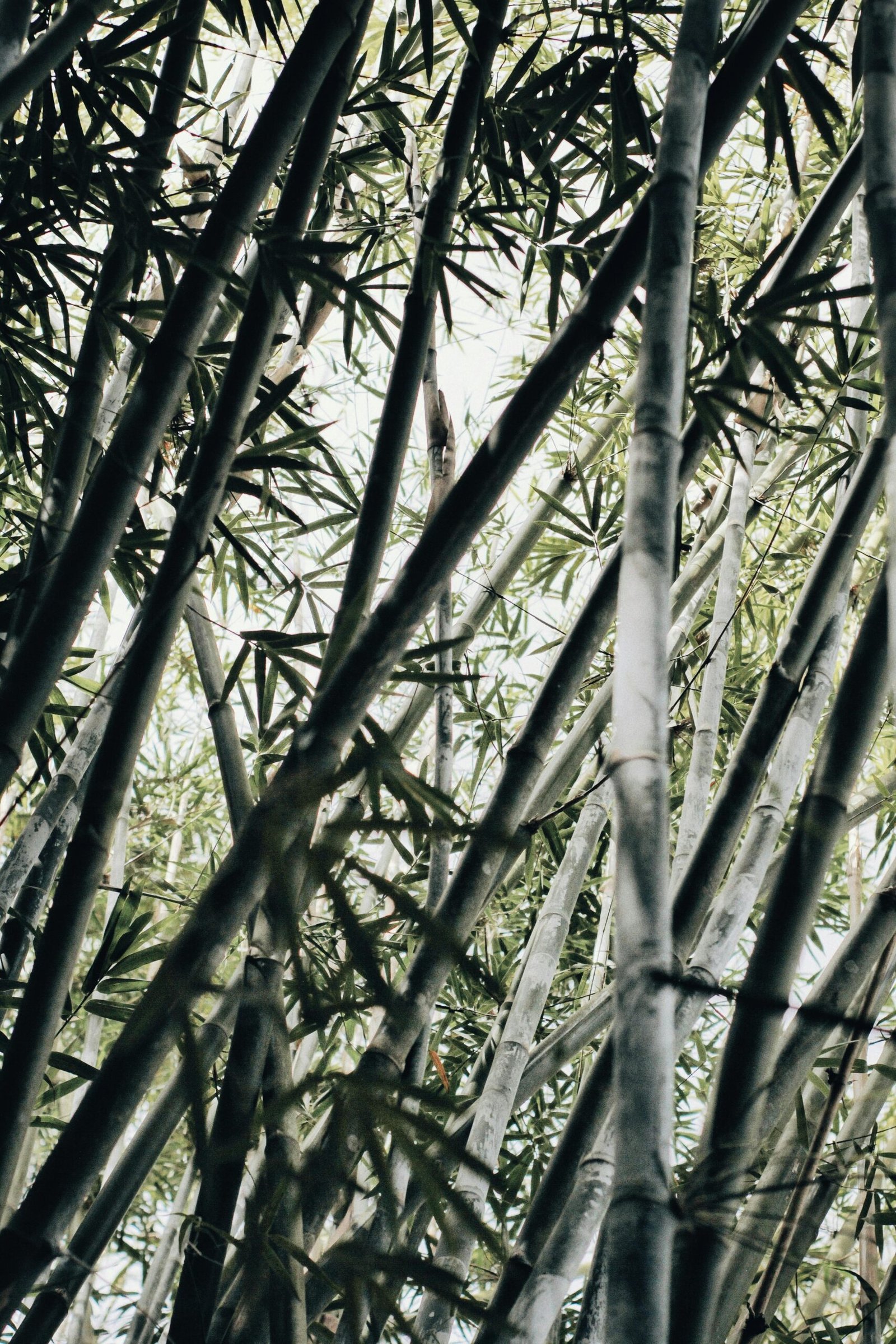 Tranquil view of sunlit bamboo stems and leaves in a dense forest setting.