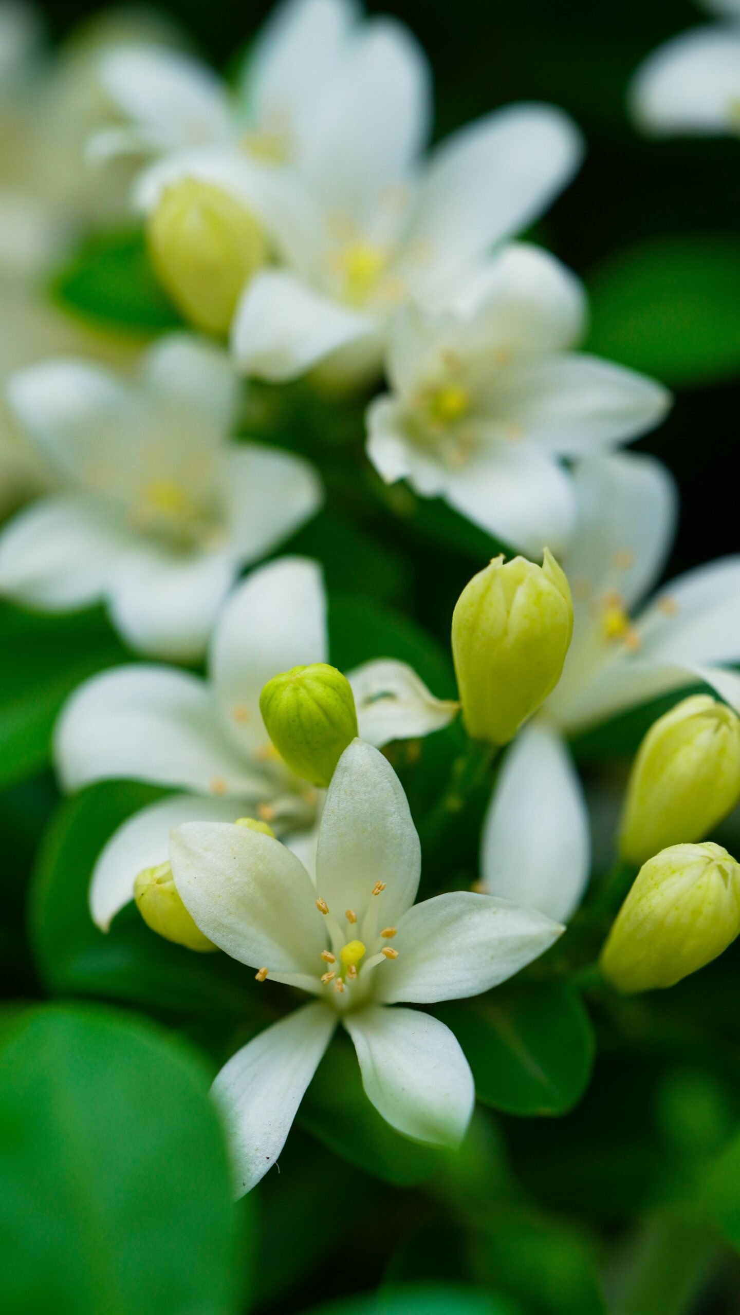 Detailed view of blooming white jasmine flowers in a lush green setting.