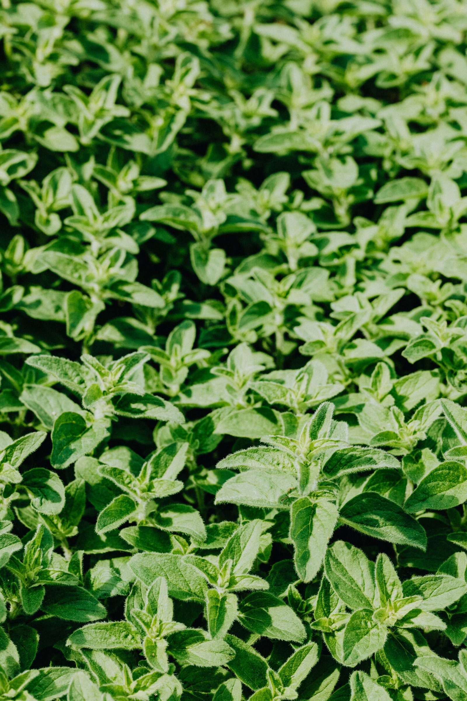 A vibrant close-up of lush oregano leaves, ideal for nature and culinary-themed projects.