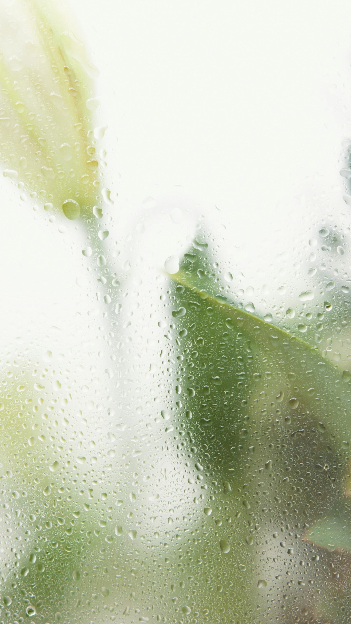 A serene view of raindrops on glass, with blurred green leaves in the background, evoking tranquility.